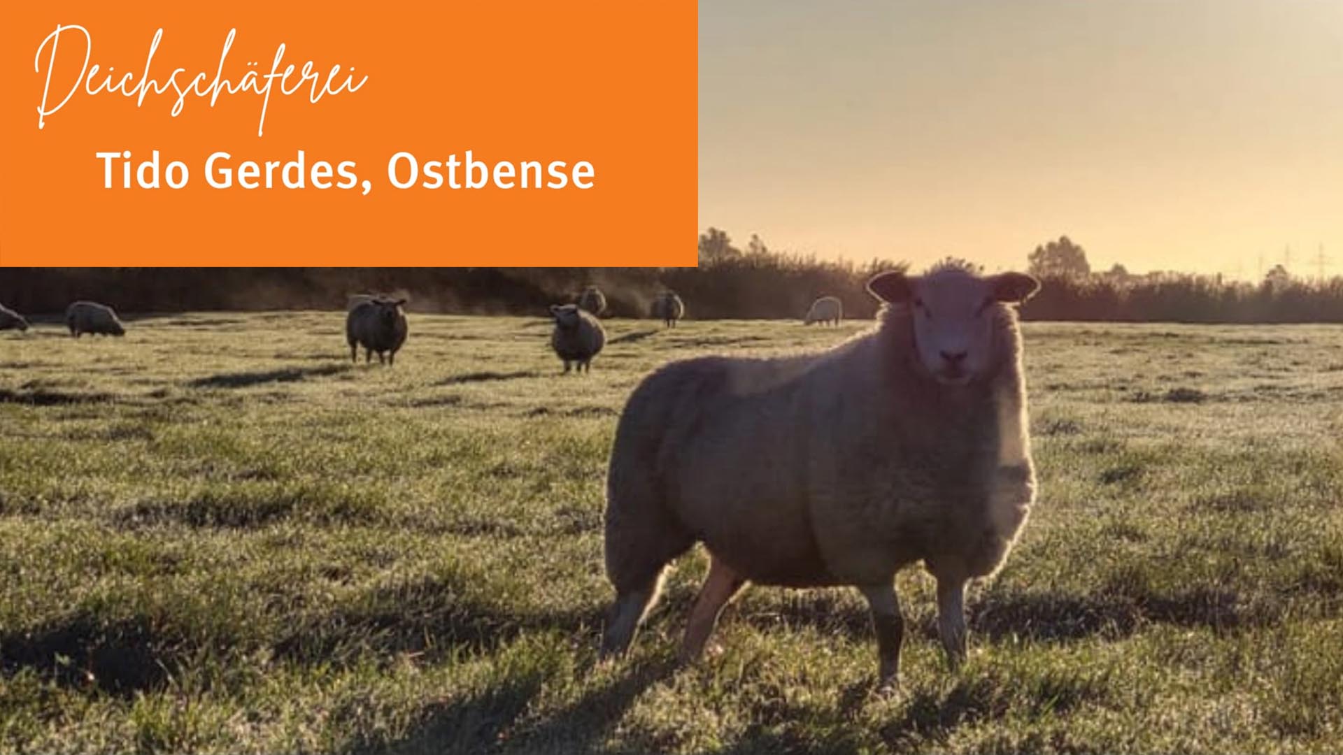 07.06.26 - Tag des offenen Hofes unserer Deichschäferei, Programmhighlights
